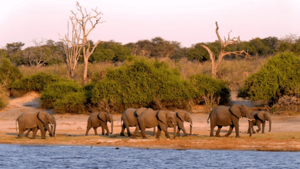 elefantes no Parque Nacional Chobe